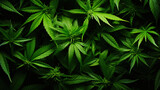 Top view of cannabis sativa branches with leaves patchwork. Medical marijuana concept background. Generative AI