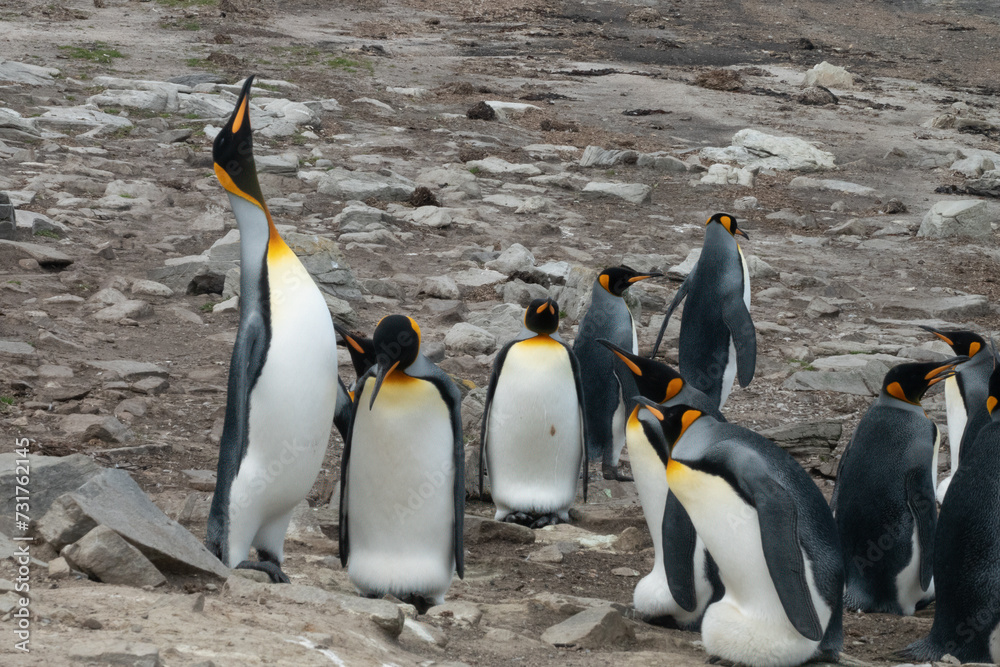 Fototapeta premium Fascinating changing of the guard after a foraging parent returns to take its turn keeping the egg warm, Lagoon Bluff, Stanley, Falkland Islands, UK