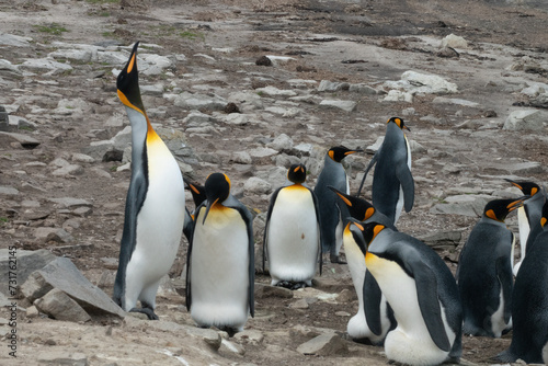 Fascinating changing of the guard after a foraging parent returns to take its turn keeping the egg warm   Lagoon Bluff  Stanley  Falkland Islands  UK