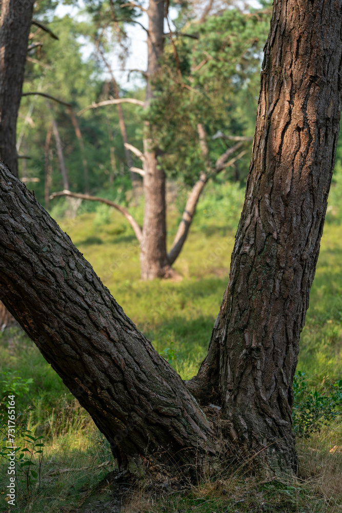 Tree in the forest and heathland of nature reserve Zonneheide in Hilversum in The Netherlands