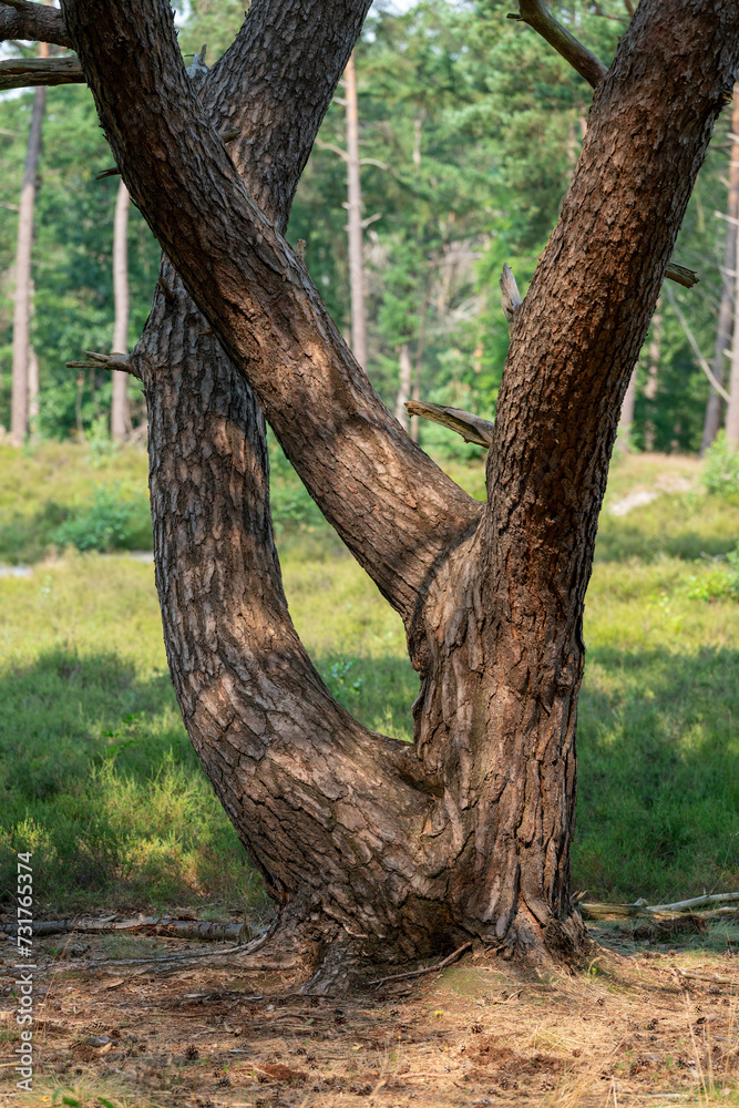 Tree in the forest and heathland of nature reserve Zonneheide in Hilversum in The Netherlands