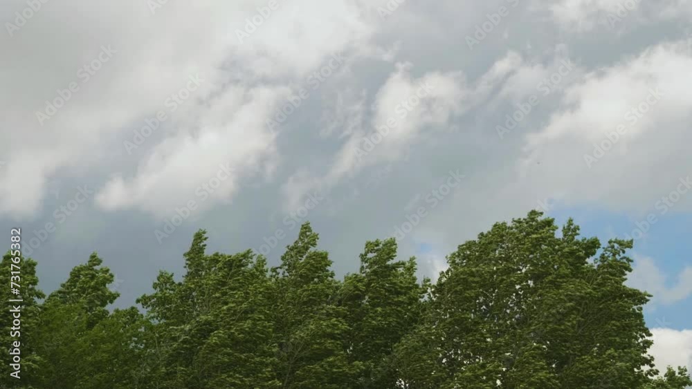Swaying treetops and flying clouds from strong winds. Storm, bad weather in summer Swaying treetops and flying clouds from strong winds. Storm, bad weather in summer