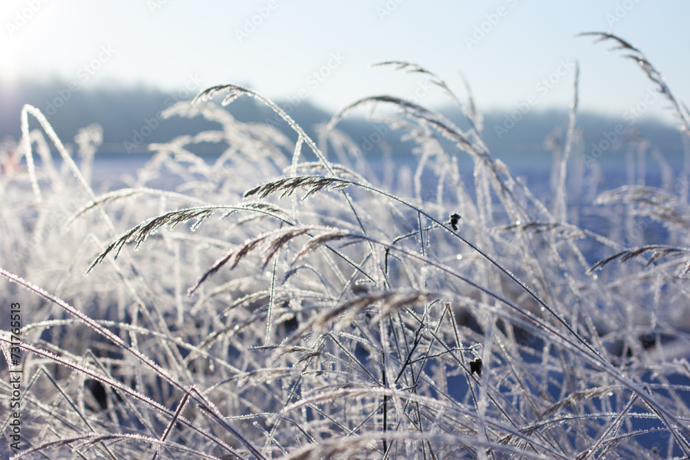 Fototapeta premium Szron