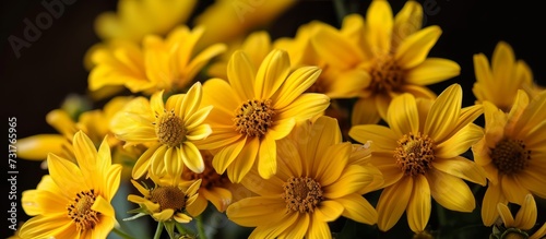 A macro photograph of yellow flowers, belonging to the Daisy family, with visible petals and pollen, against a black background. © AkuAku
