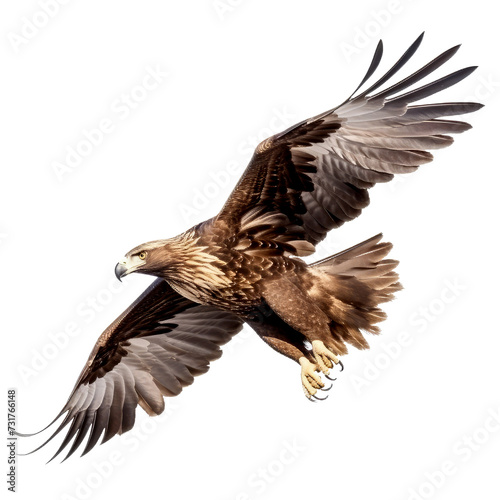 Big eagle looking isolated on white.