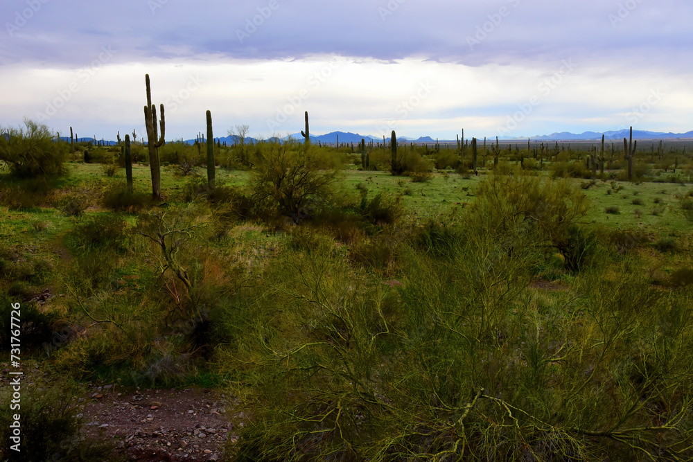 Sonora Desert Arizona