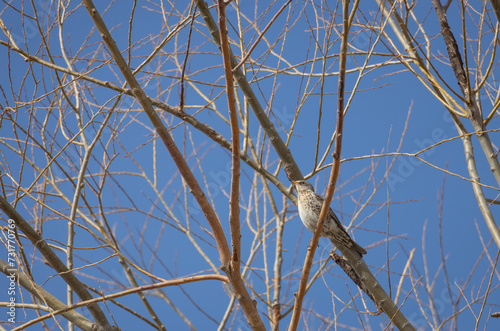 bird sparrow