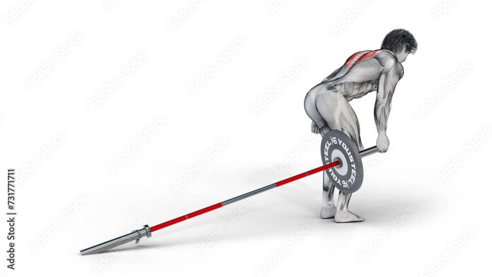 3d of muscular character training Traps (mid-back)-Barbell Landmine Row