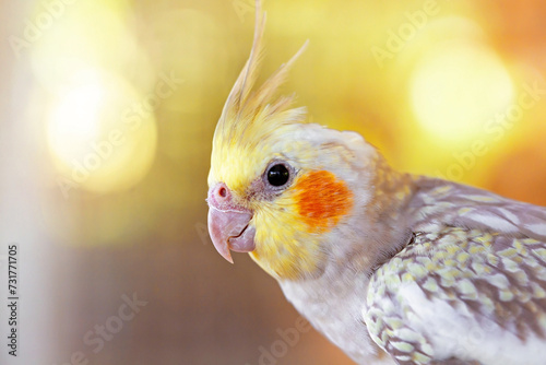 Portrait of Cockatiel close-up (Nymphicus hollandicus)
