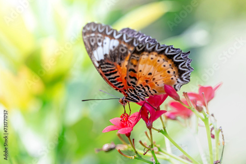 Colorful and beautifully patterned diurnal butterflies search for food in the warm morning sun.