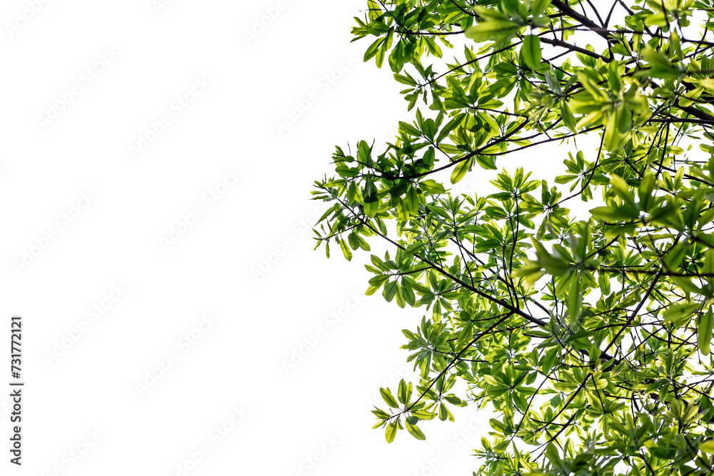Isolated Green Leaves on White Background with Branch and Twig in Fresh Summer Forest Foliage Macro Isolated Green Leaves on White Background with Branch and Twig in Fresh Summer Forest Foliage Macro