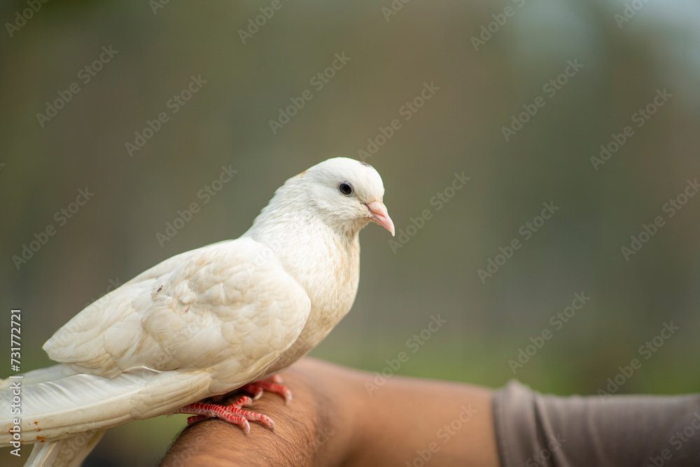 A very beautiful white color dove, pigeon
A very beautiful white color dove, pigeon