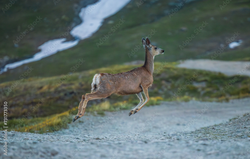 mountain deer bounding in mid air mountain deer bounding in mid air