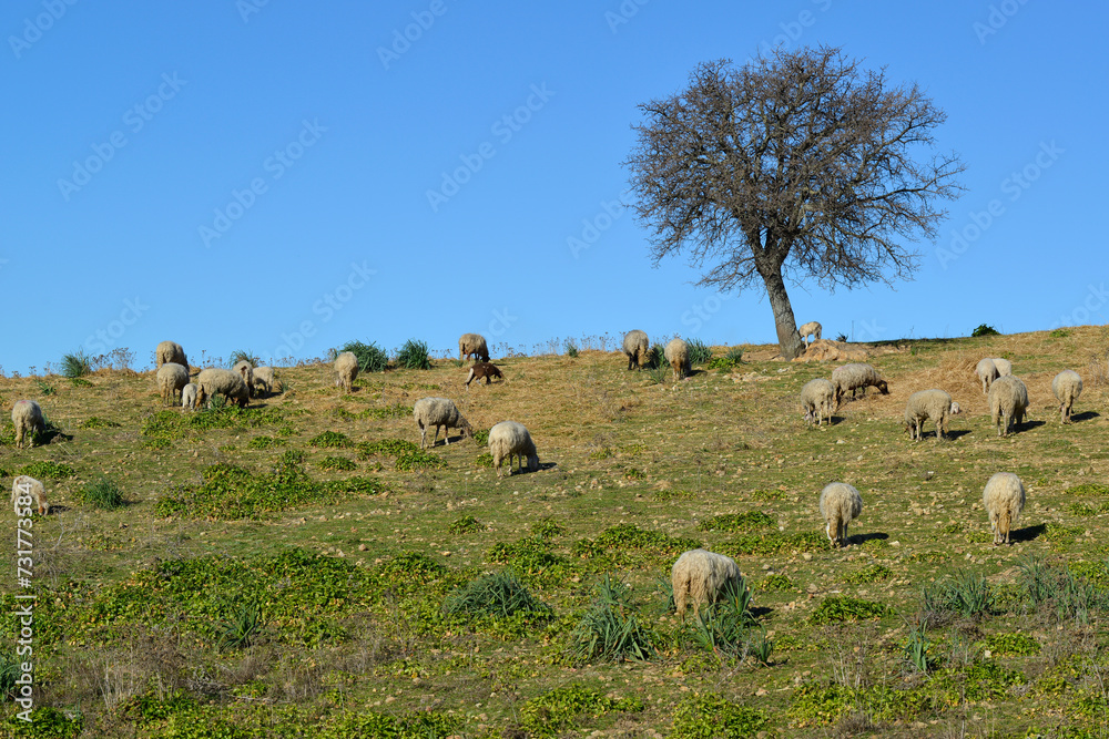 Fototapeta premium Troupeau de moutons dans une pâture 