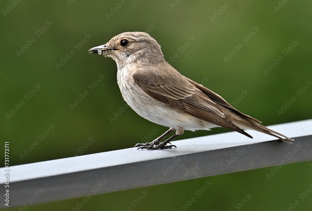 Grauschnäpper (Muscicapa striata) im Garten
