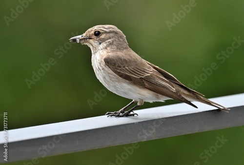 Grauschnäpper (Muscicapa striata) im Garten