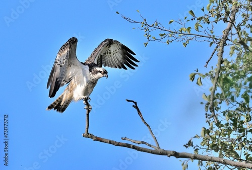 Fischadler (Pandion haliaetus) bei der Landung