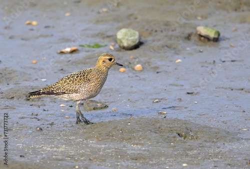 Goldregenpfeifer (Pluvialis apricaria) am Strand photo