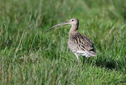 Großer Brachvogel (Numenius arquata)