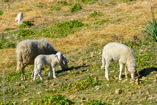 Moutons dans une pâture 