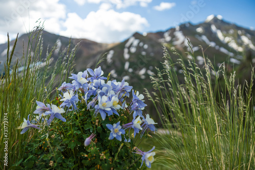Colorado columbine flower patch in the summer mountains