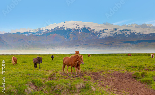 The Icelandic red horse is a breed of horse developed - The Katla volcano and Mýrdalsjökull glacier - Katla, Iceland 