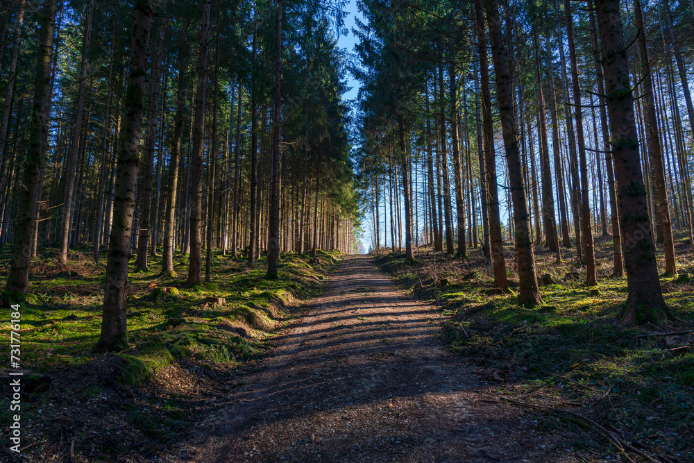 Obraz premium Bavarian Forest foot path with light at the end of the tunnel