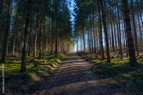 Bavarian Forest foot path with light at the end of the tunnel
