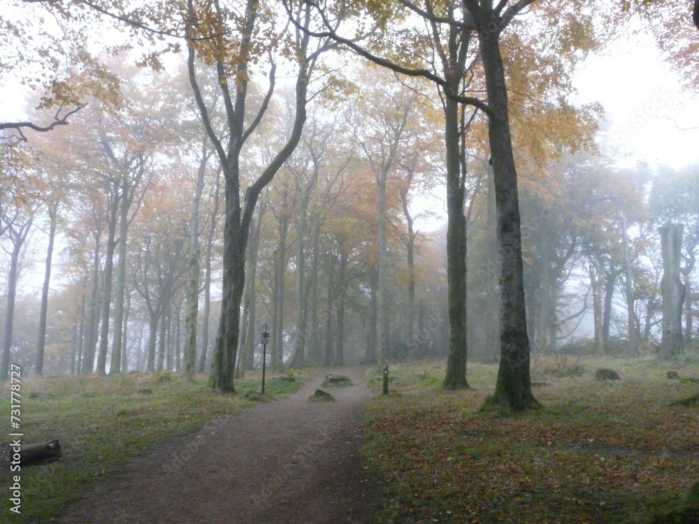 A misty morning in a British woodland