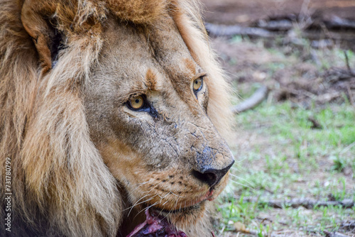 Portrait of an adult African male lion in a wildlife sanctuary in Zimbabwe.