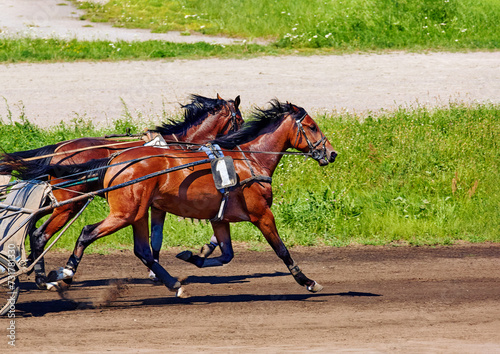  beautiful horse running along a hippodrome