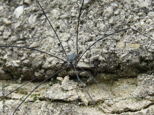 A large Leiobunum harvestman, an invasive species in the United Kingdom photo