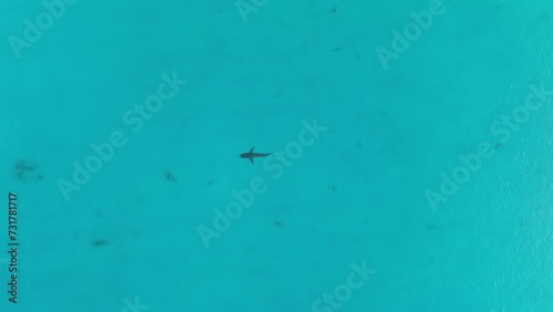 Drone footage of a bronze whaler shark swimming in the shallows in western Australia photo