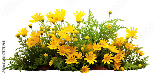 Yellow garden flowers cut out