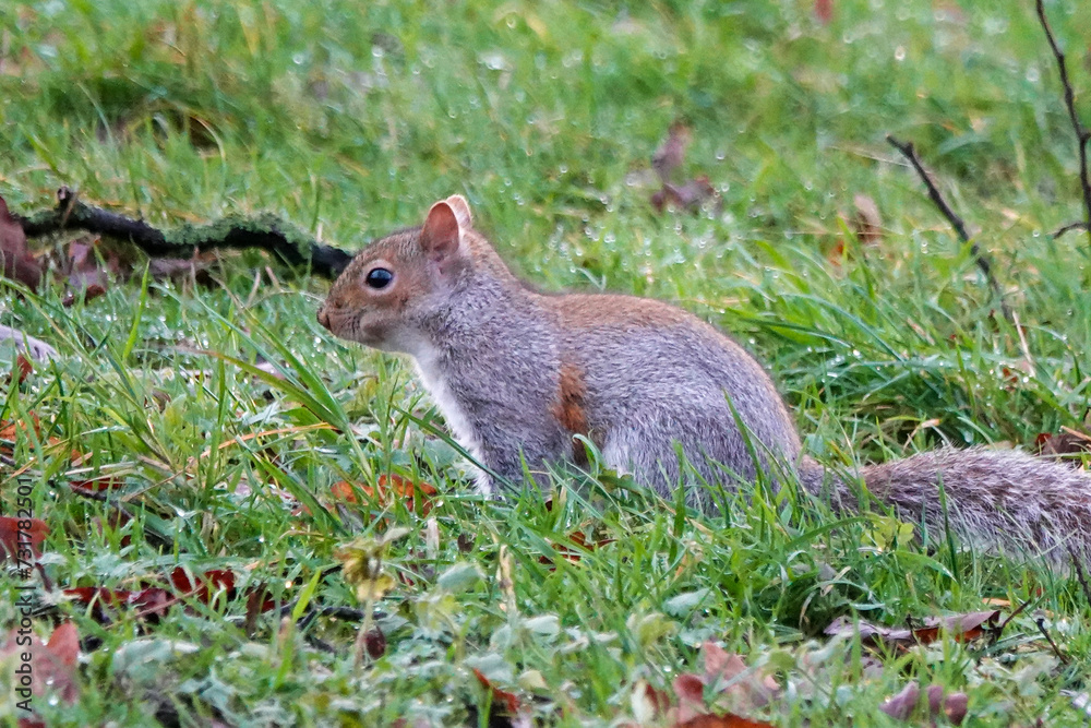 Grey Squirrel (Sciurus carolinensis) in the British Countryside Grey Squirrel (Sciurus carolinensis) in the British Countryside
