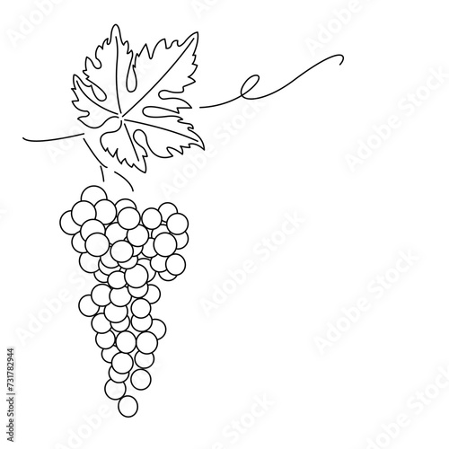 Bunch of grapes. Vine. Vector line drawing on white or transparent background. Grapevine. Cluster of grapes
