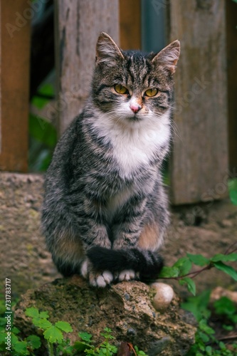 Obraz na plátně Beautiful grey tabby cat atop a rustic wooden bench in a lush green grassy field