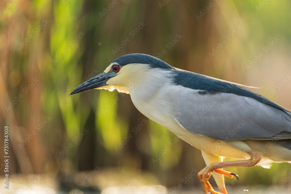 Black crowned night heron (Nycticorax nycticorax) Black crowned night heron (Nycticorax nycticorax)