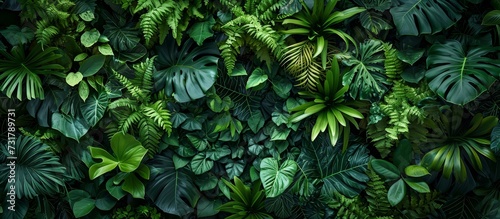 Dark green plants growing in a lush foliage background of tropical leaves like anthurium, epiphytes, or ferns, forming a beautiful green plant wall design in a cloud forest. © 2rogan