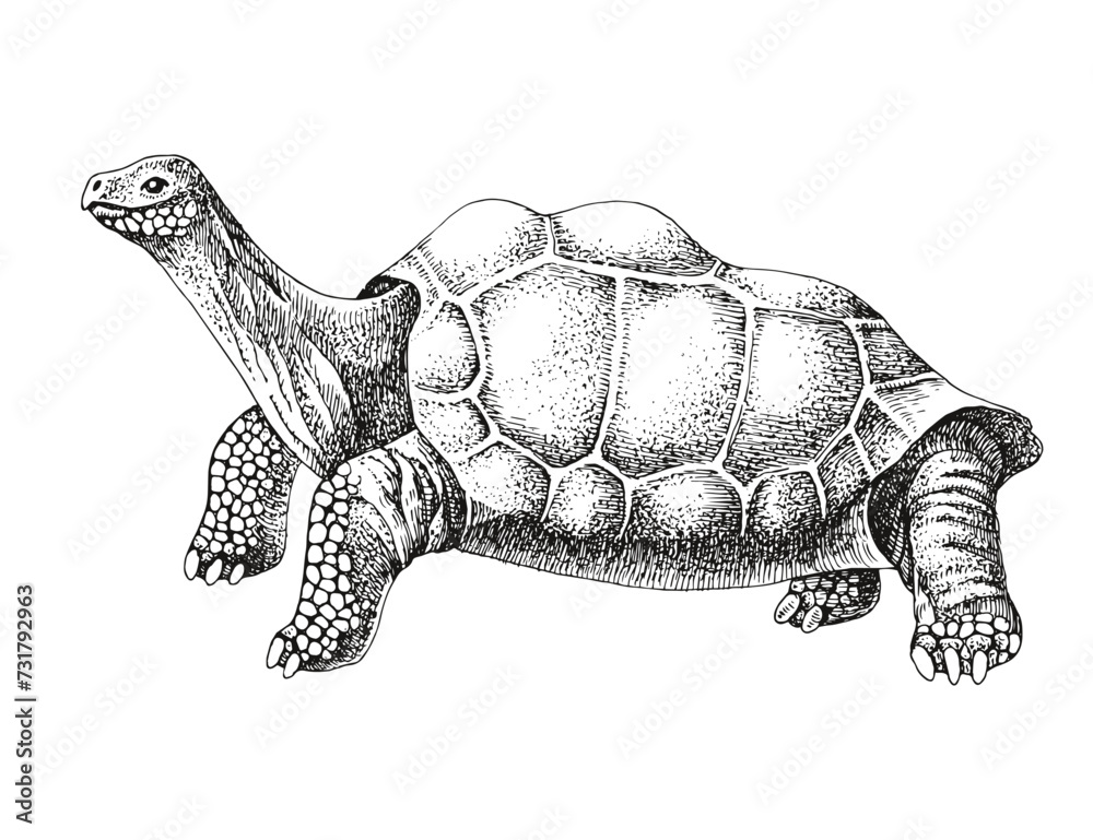 Fototapeta premium Pinta island turtle colorful sketch