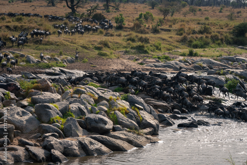 Herd of blue wildebeest cross rocky stream Herd of blue wildebeest cross rocky stream
