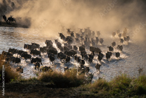 Obraz na płótnie Group of blue wildebeest crossing shallow river