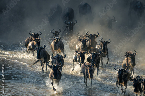 Herd of blue wildebeest galloping across water