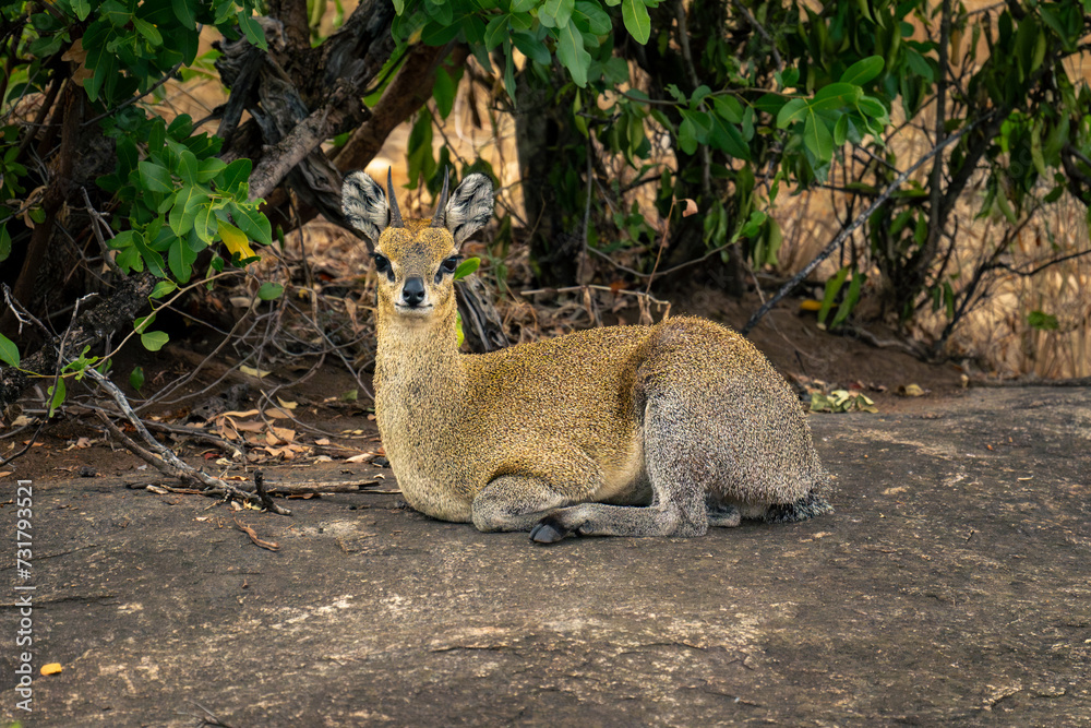 Klipspringer lies on rock staring towards camera Klipspringer lies on rock staring towards camera