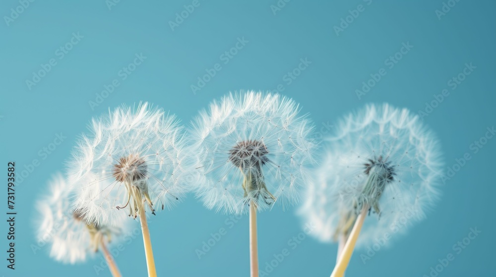Dandelion seeds float before a gentle blue background, evoking spring's airiness Dandelion seeds float before a gentle blue background, evoking spring's airiness