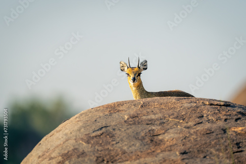 Klipspringer lies on rock looking towards camera