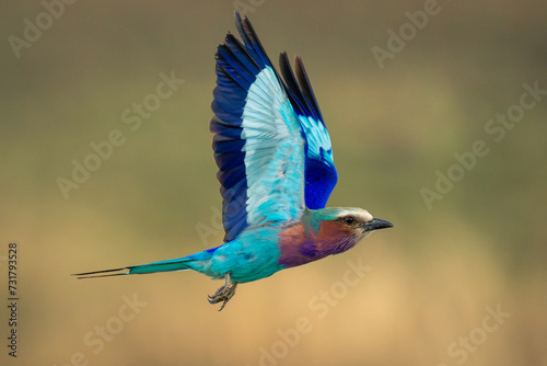 Lilac-breasted roller crosses savannah with wings raised