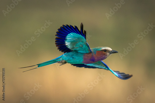Lilac-breasted roller crosses savannah with wings spread