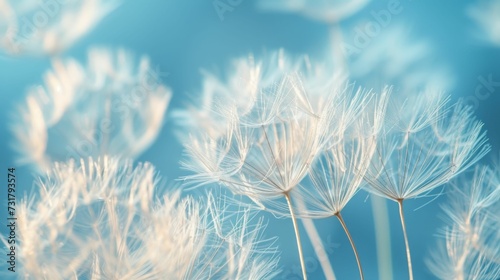 Airy white dandelion seeds against a soft blue backdrop  spring lightness