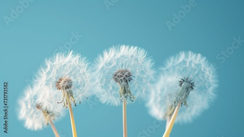 Dandelion seeds float before a gentle blue background  evoking spring s airiness
